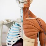 Nuevo estudio revela cómo las células reconstruyen el músculo dañado