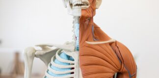 Nuevo estudio revela cómo las células reconstruyen el músculo dañado Nuevo estudio revela cómo las células reconstruyen el músculo dañado