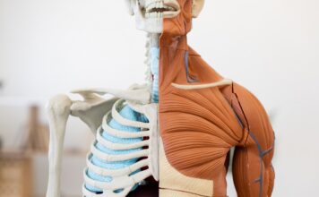 Nuevo estudio revela cómo las células reconstruyen el músculo dañado Nuevo estudio revela cómo las células reconstruyen el músculo dañado