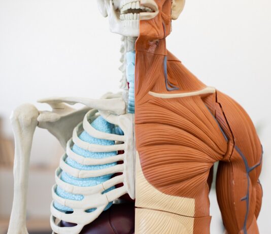 Nuevo estudio revela cómo las células reconstruyen el músculo dañado Nuevo estudio revela cómo las células reconstruyen el músculo dañado