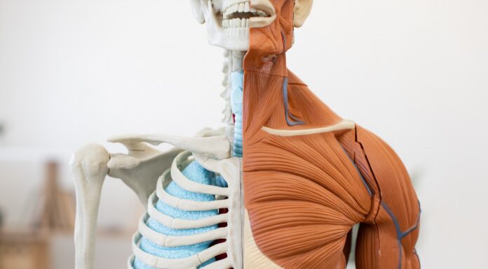 Nuevo estudio revela cómo las células reconstruyen el músculo dañado Nuevo estudio revela cómo las células reconstruyen el músculo dañado