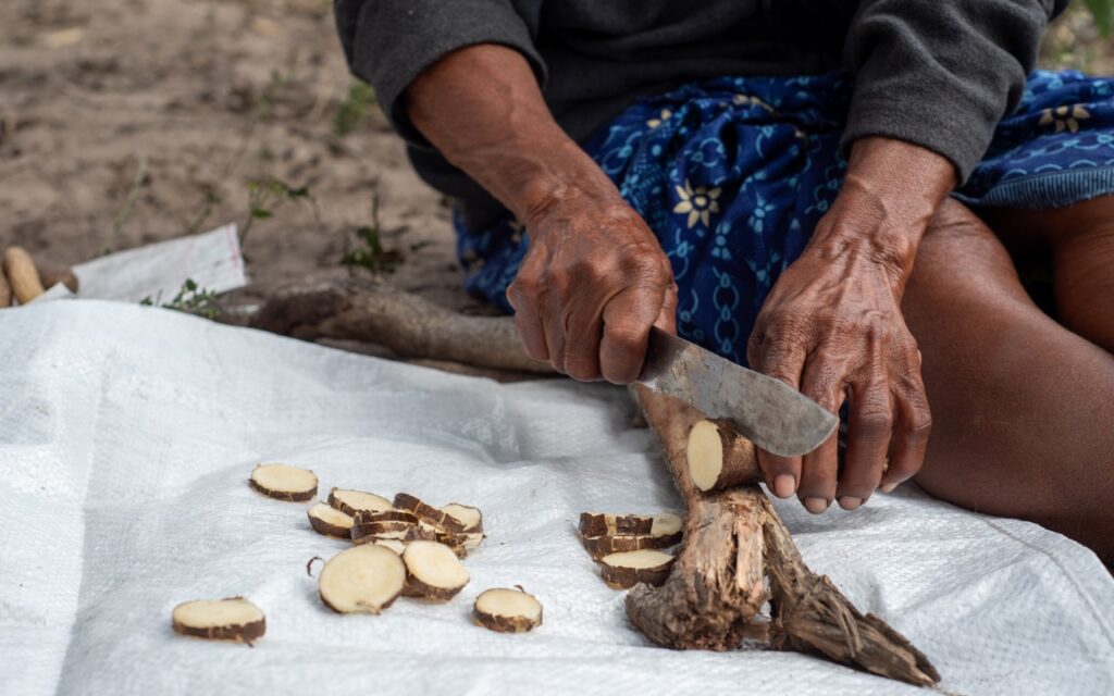 Planta medicinal impulsa ingresos de comunidades indígenas
