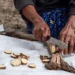 Planta medicinal impulsa ingresos de comunidades indígenas