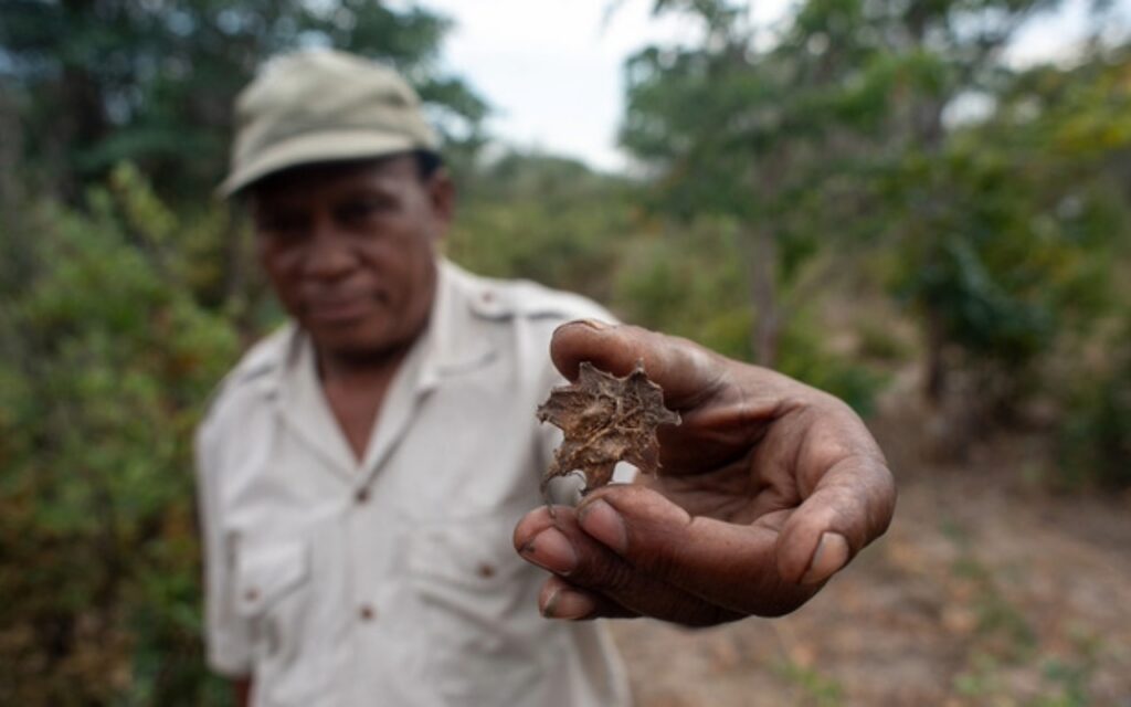 Planta medicinal impulsa ingresos de comunidades indígenas