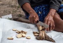 Planta medicinal impulsa ingresos de comunidades indígenas Planta medicinal impulsa ingresos de comunidades indígenas