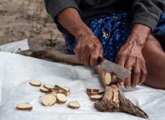 Planta medicinal impulsa ingresos de comunidades indígenas Planta medicinal impulsa ingresos de comunidades indígenas