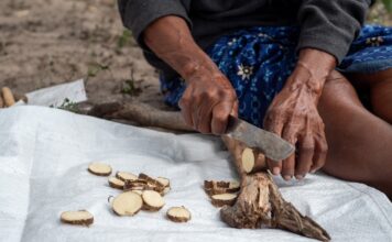 Planta medicinal impulsa ingresos de comunidades indígenas Planta medicinal impulsa ingresos de comunidades indígenas