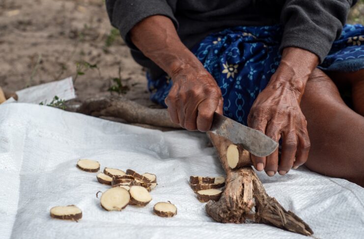Planta medicinal impulsa ingresos de comunidades indígenas