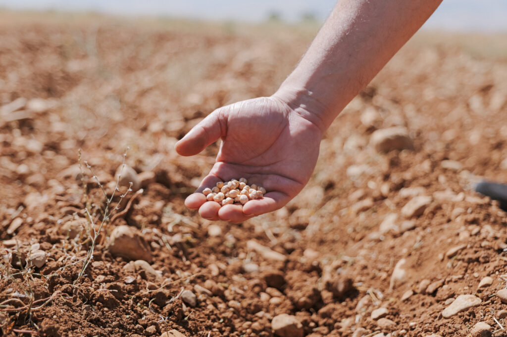 Proyecto agrícola busca aumentar producción de garbanzos en Líbano