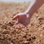 Proyecto agrícola busca aumentar producción de garbanzos en Líbano
