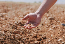 Proyecto agrícola busca aumentar producción de garbanzos en Líbano Proyecto agrícola busca aumentar producción de garbanzos en Líbano
