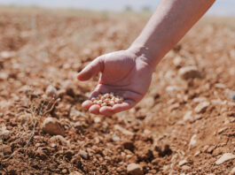 Proyecto agrícola busca aumentar producción de garbanzos en Líbano Proyecto agrícola busca aumentar producción de garbanzos en Líbano