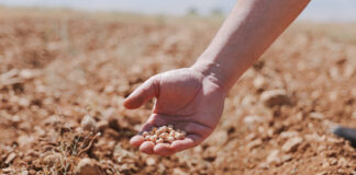 Proyecto agrícola busca aumentar producción de garbanzos en Líbano Proyecto agrícola busca aumentar producción de garbanzos en Líbano