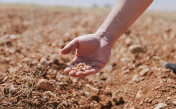 Proyecto agrícola busca aumentar producción de garbanzos en Líbano Proyecto agrícola busca aumentar producción de garbanzos en Líbano