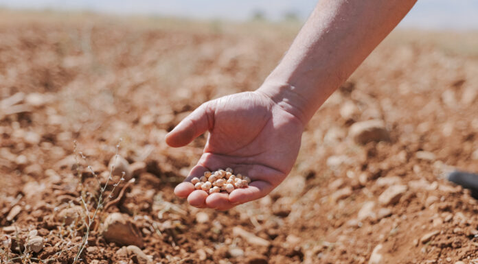 Proyecto agrícola busca aumentar producción de garbanzos en Líbano Proyecto agrícola busca aumentar producción de garbanzos en Líbano