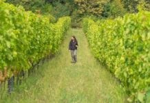 Viticultora de 25 años lidera transición hacia viñedos orgánicos en su región Viticultora de 25 años lidera transición hacia viñedos orgánicos en su región