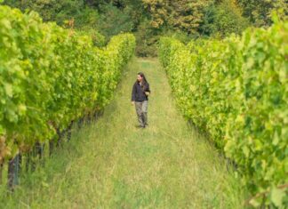 Viticultora lidera transición hacia viñedos orgánicos en su región Viticultora de 25 años lidera transición hacia viñedos orgánicos en su región