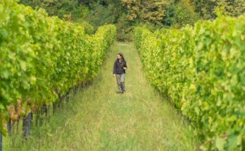 Viticultora lidera transición hacia viñedos orgánicos en su región Viticultora de 25 años lidera transición hacia viñedos orgánicos en su región