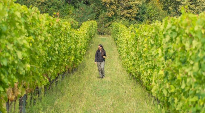 Viticultora lidera transición hacia viñedos orgánicos en su región Viticultora de 25 años lidera transición hacia viñedos orgánicos en su región