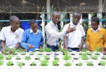 Estudiantes aprenden a cultivar alimentos con tecnología hidropónica Estudiantes aprenden a cultivar alimentos con tecnología hidropónica
