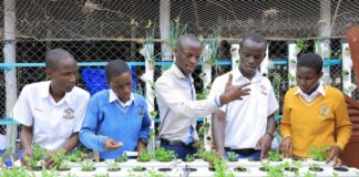 Estudiantes aprenden a cultivar alimentos con tecnología hidropónica Estudiantes aprenden a cultivar alimentos con tecnología hidropónica