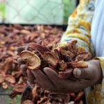 Proyecto agrícola empodera a mujeres en comunidades rurales