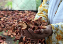 Proyecto agrícola empodera a mujeres en comunidades rurales Proyecto agrícola empodera a mujeres en comunidades rurales