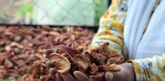 Proyecto agrícola empodera a mujeres en comunidades rurales Proyecto agrícola empodera a mujeres en comunidades rurales