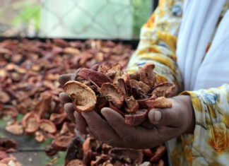 Proyecto agrícola empodera a mujeres en comunidades rurales Proyecto agrícola empodera a mujeres en comunidades rurales