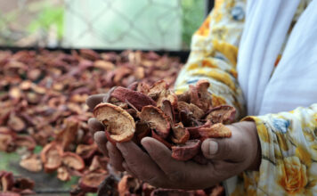Proyecto agrícola empodera a mujeres en comunidades rurales Proyecto agrícola empodera a mujeres en comunidades rurales