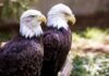 El águila calva protagoniza la nueva colección de estampillas de USPS El águila calva protagoniza la nueva colección de estampillas de USPS