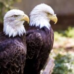 El águila calva protagoniza la nueva colección de estampillas de USPS
