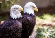 El águila calva protagoniza la nueva colección de estampillas de USPS El águila calva protagoniza la nueva colección de estampillas de USPS