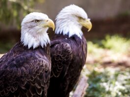 El águila calva protagoniza la nueva colección de estampillas de USPS El águila calva protagoniza la nueva colección de estampillas de USPS