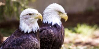 El águila calva protagoniza la nueva colección de estampillas de USPS El águila calva protagoniza la nueva colección de estampillas de USPS