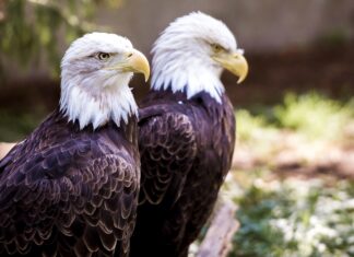 El águila calva protagoniza la nueva colección de estampillas de USPS El águila calva protagoniza la nueva colección de estampillas de USPS