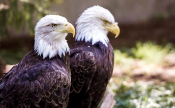 El águila calva protagoniza la nueva colección de estampillas de USPS El águila calva protagoniza la nueva colección de estampillas de USPS