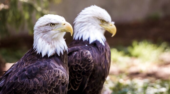 El águila calva protagoniza la nueva colección de estampillas de USPS El águila calva protagoniza la nueva colección de estampillas de USPS