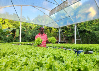 La hidroponía: El método agrícola que resiste lluvias extremas y sequías El método agrícola que resiste lluvias extremas y sequías