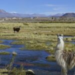 La importancia de los pastizales para el clima, el agua y la comida La importancia de los pastizales para el clima, el agua y la comida