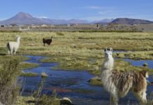 La importancia de los pastizales para el clima, el agua y la comida La importancia de los pastizales para el clima, el agua y la comida