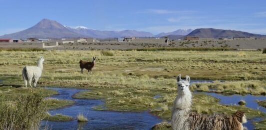 La importancia de los pastizales para el clima, el agua y la comida La importancia de los pastizales para el clima, el agua y la comida