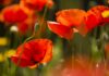 La reserva de amapolas en el condado de Los Ángeles cumple 50 años La reserva de amapolas en el condado de Los Ángeles cumple 50 años