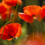La reserva de amapolas en el condado de Los Ángeles cumple 50 años