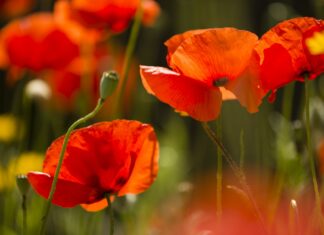 La reserva de amapolas en el condado de Los Ángeles cumple 50 años La reserva de amapolas en el condado de Los Ángeles cumple 50 años