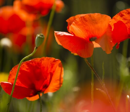 La reserva de amapolas en el condado de Los Ángeles cumple 50 años La reserva de amapolas en el condado de Los Ángeles cumple 50 años