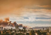 No fueron los árboles: estudio revela qué propagó incendios en Los Ángeles No fueron los árboles estudio revela qué propagó incendios en Los Ángeles