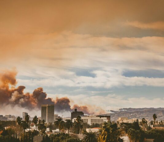 No fueron los árboles: estudio revela qué propagó incendios en Los Ángeles No fueron los árboles estudio revela qué propagó incendios en Los Ángeles