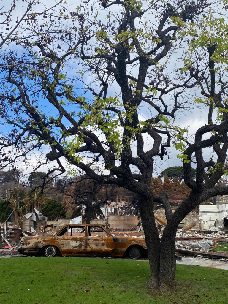 No fueron los árboles estudio revela qué propagó incendios en Los Ángeles