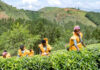 Cómo el cultivo de té impulsa el desarrollo económico de este país Cómo el cultivo de té impulsa el desarrollo económico de este país